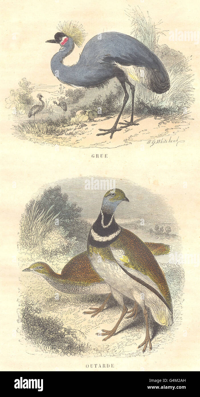 Uccelli: Ordine di waders: gru, Bustard, antica stampa 1873 Foto Stock