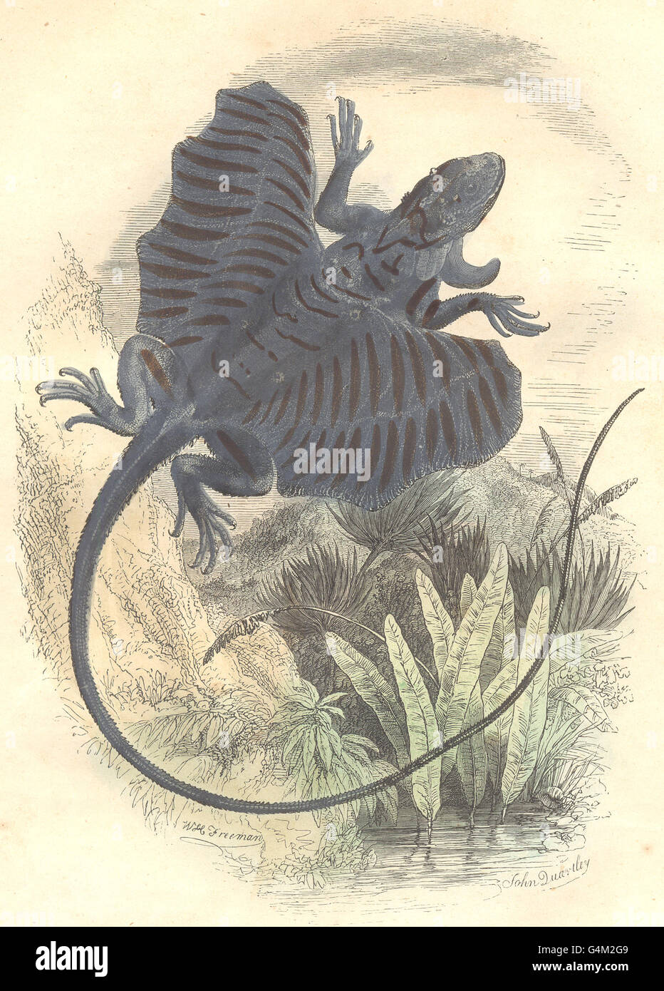 Rettili: Rettili Dragon, antica stampa 1873 Foto Stock