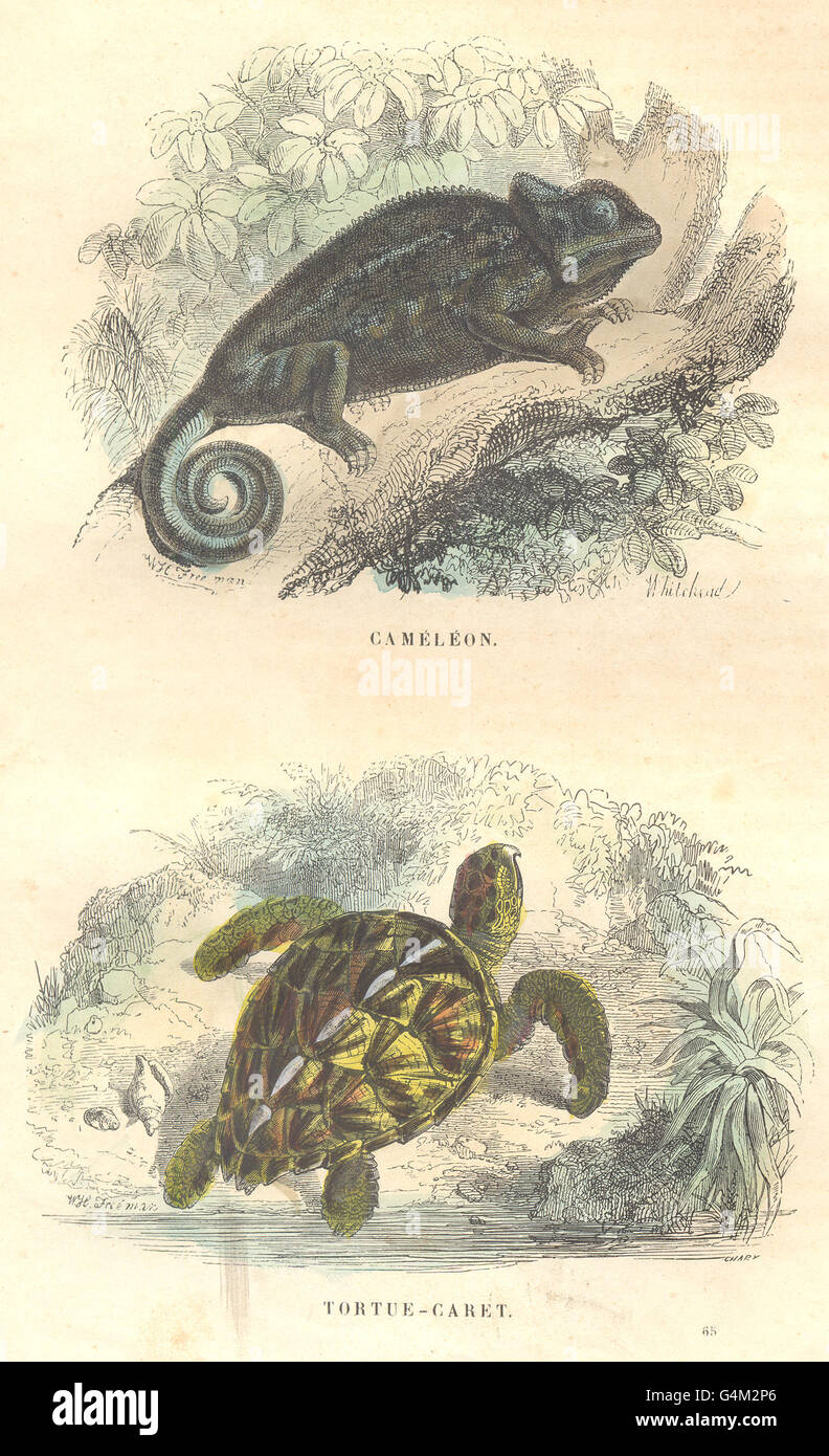 Rettili: Rettili: Chameleon, tartaruga Hawksbill, antica stampa 1873 Foto Stock