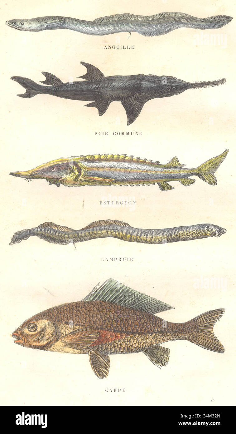 Pesce: il pesce: Anguilla; visto comune storione, lampreda, carpa, antica stampa 1873 Foto Stock