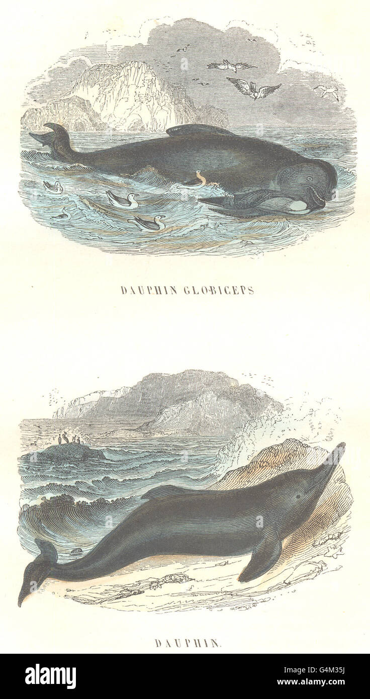 Cetacei: pesce mare Hte Cetacei: globiceps Dauphin, Dauphin, antica stampa 1873 Foto Stock