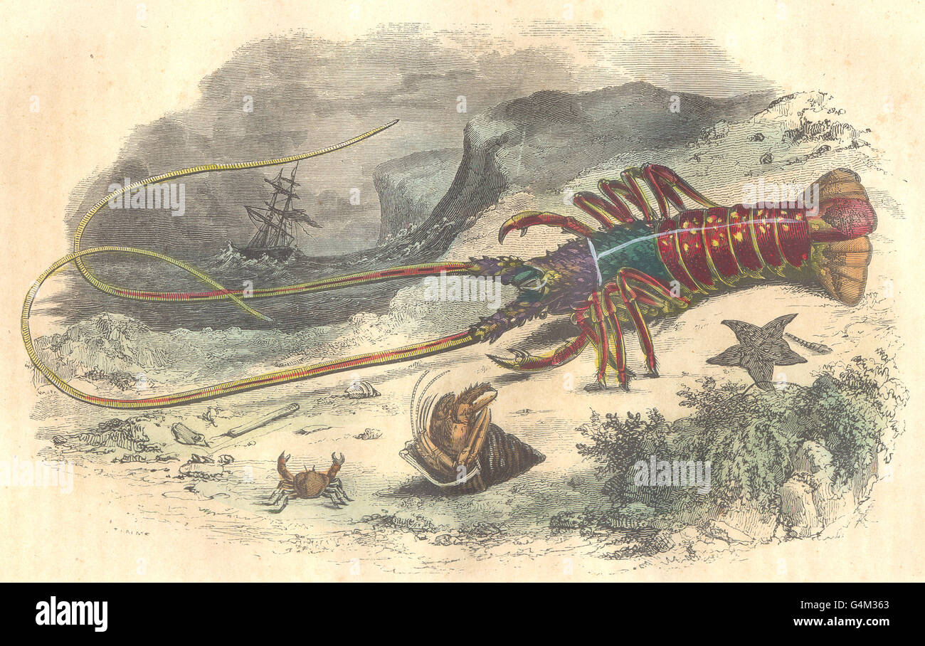 Pesci: crostacei: granchi e aragoste, antica stampa 1873 Foto Stock