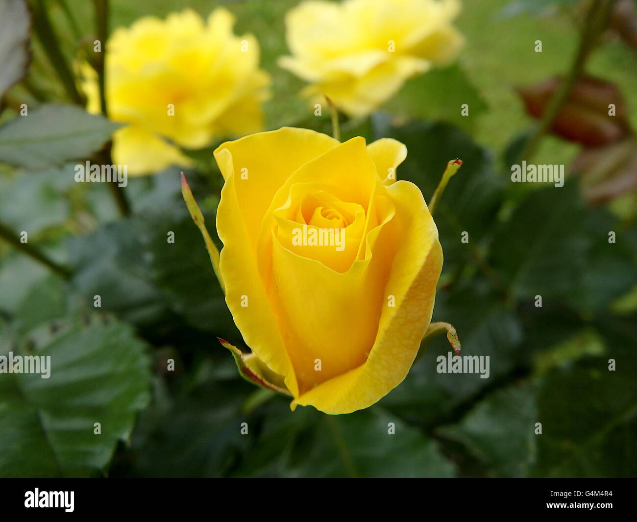 Rose fiore ,rose, eglantine, rosa canina, rosa gialla fiore Foto stock -  Alamy
