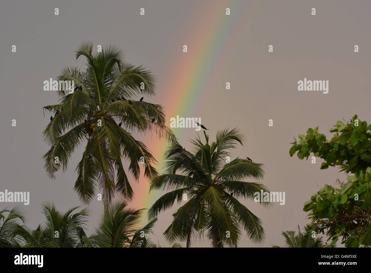 Goa, India - 3 Novembre 2015 - Arcobaleno dietro palme tropicali Foto Stock