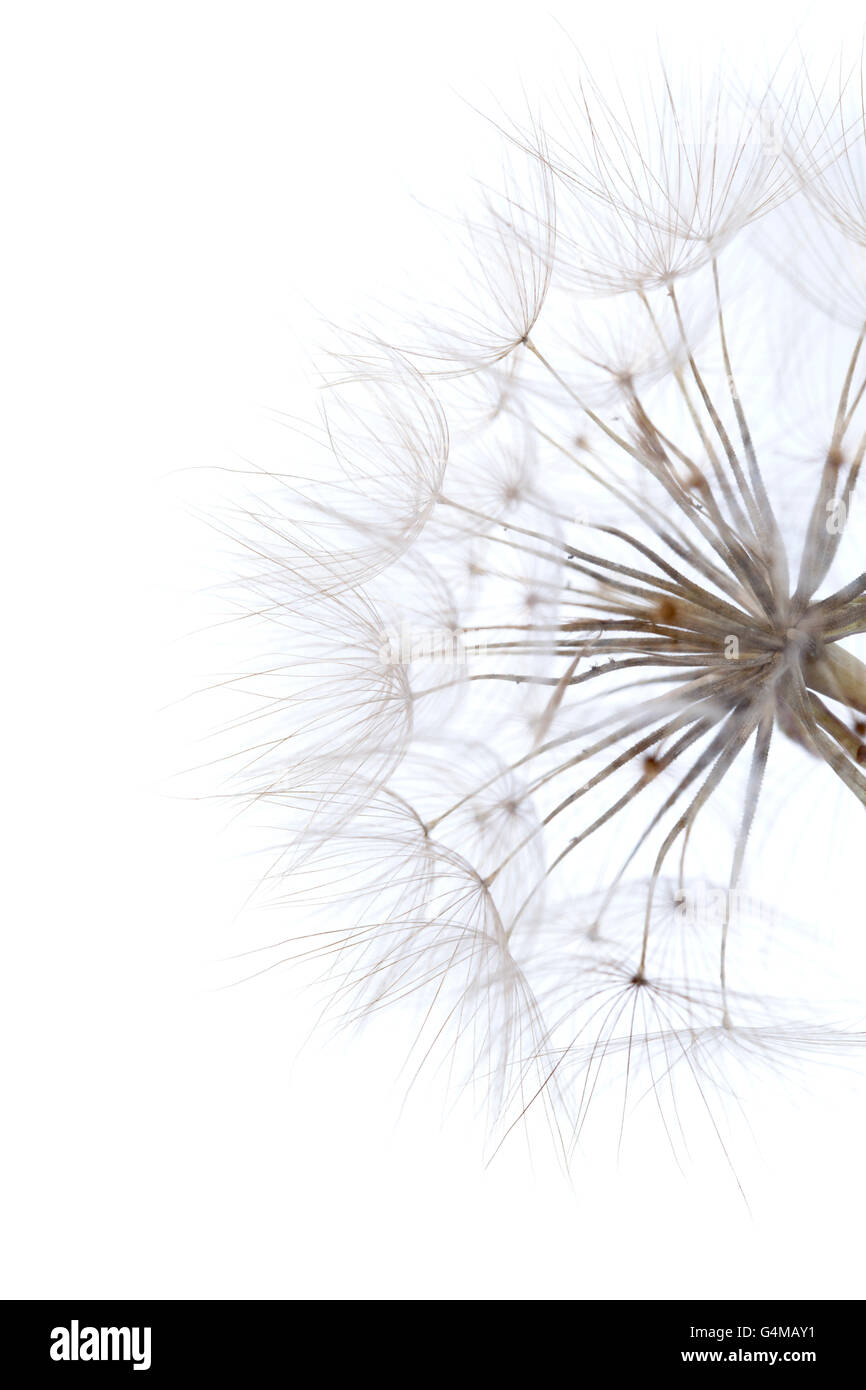 Ampio round tarassaco-simili seedhead mature di salsefrica impianto isolato su bianco Foto Stock