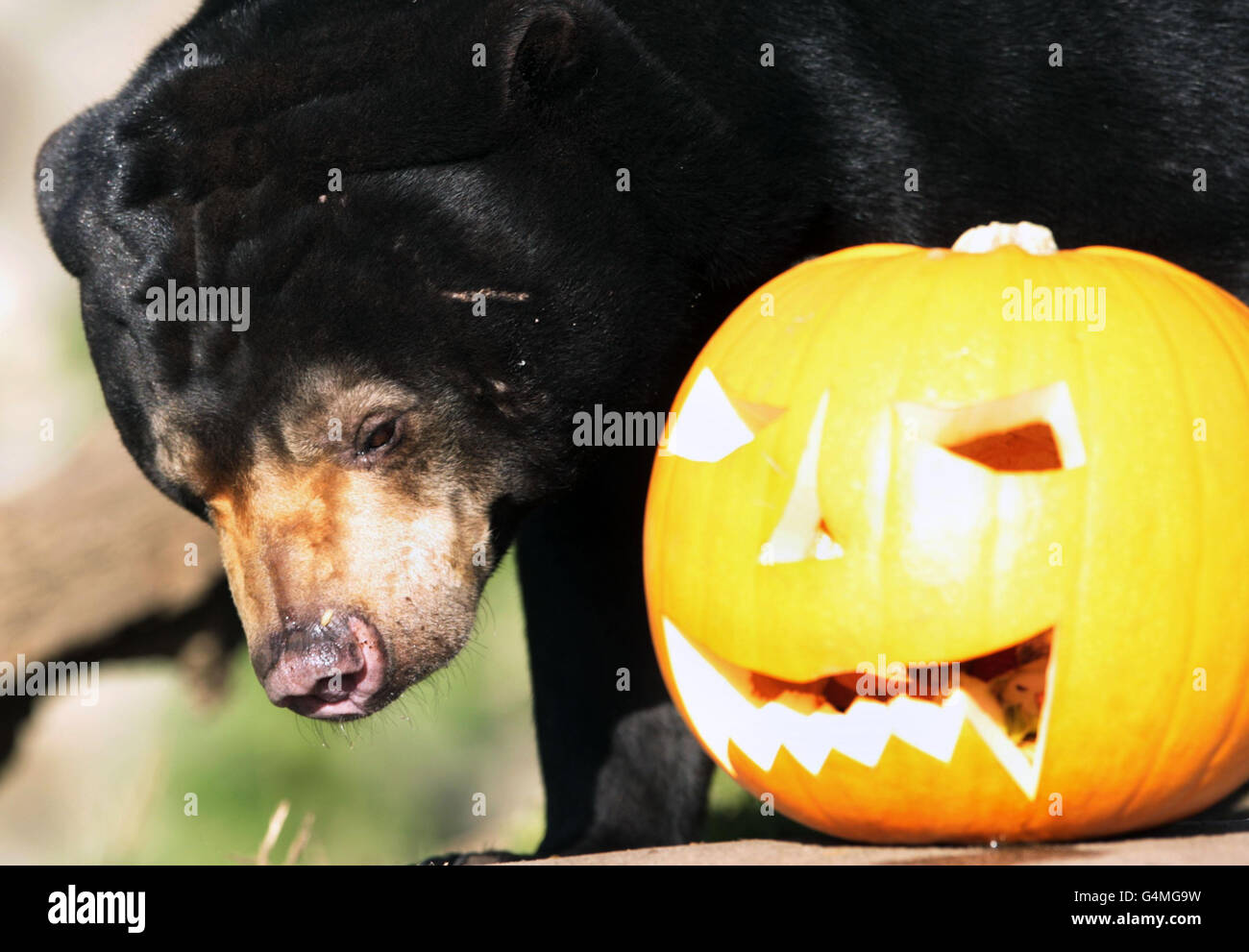 Un orso di sole allo Zoo di Edimburgo riceve un pasto di Halloween di zucca. Foto Stock