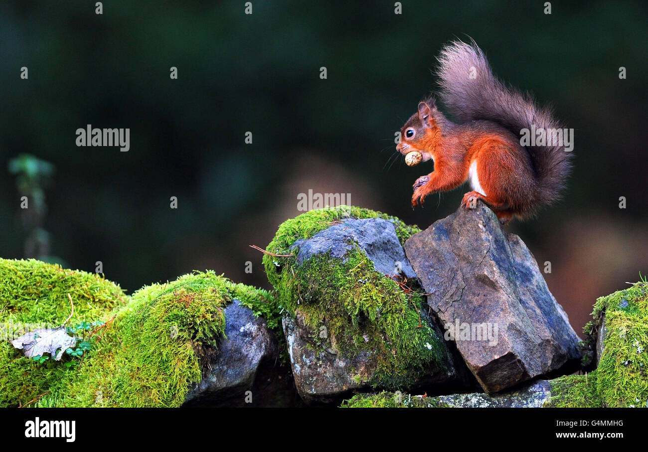 Tempo invernale 1 novembre. Uno scoiattolo rosso mangia una noce nella Foresta di Kielder. Foto Stock
