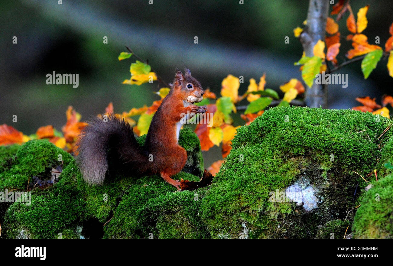 Tempo invernale 1 novembre. Uno scoiattolo rosso mangia una noce nella Foresta di Kielder. Foto Stock