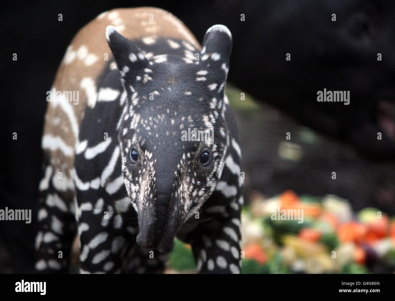 Il tapiro malese di 3 settimane Nadira guarda in anteprima il suo nuovo recinto allo zoo di Edimburgo. Foto Stock