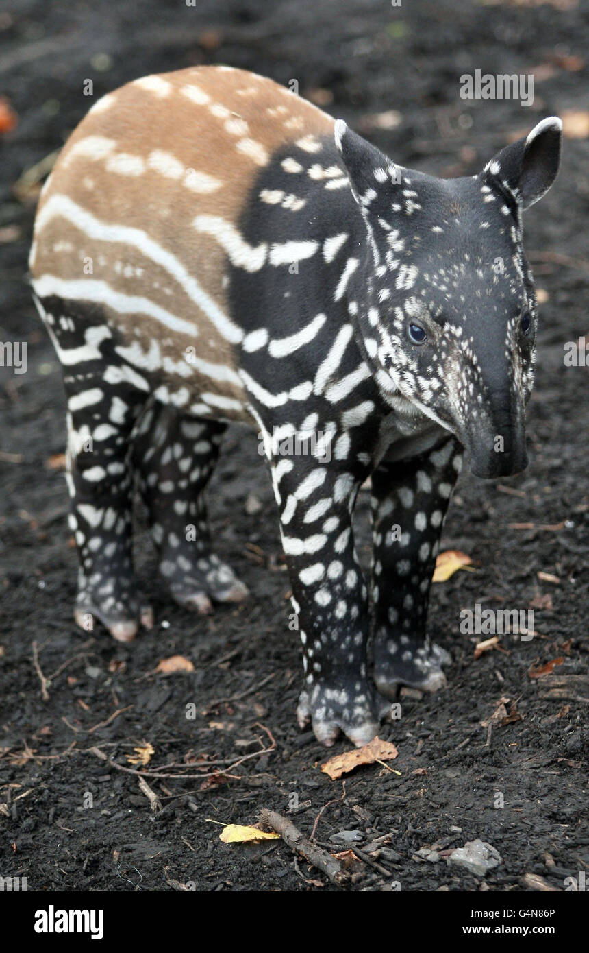 Il tapiro malese di 3 settimane Nadira guarda in anteprima il suo nuovo recinto allo zoo di Edimburgo. Foto Stock