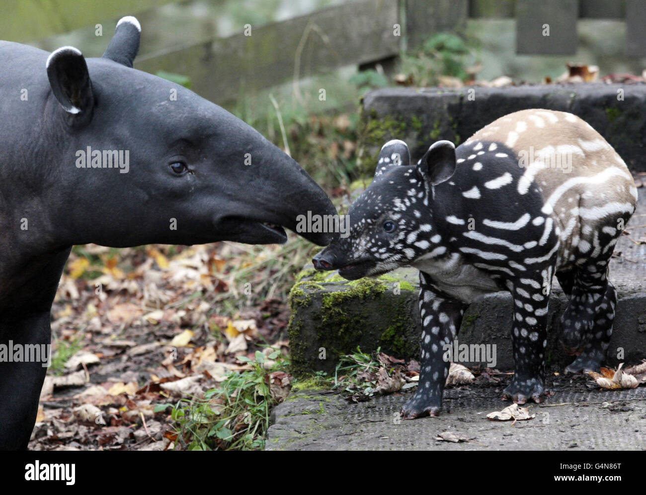 Il tapir malese Nadira, bambino di 3 settimane, guarda il suo nuovo recinto allo Zoo di Edimburgo con sua mamma Sayang. Foto Stock