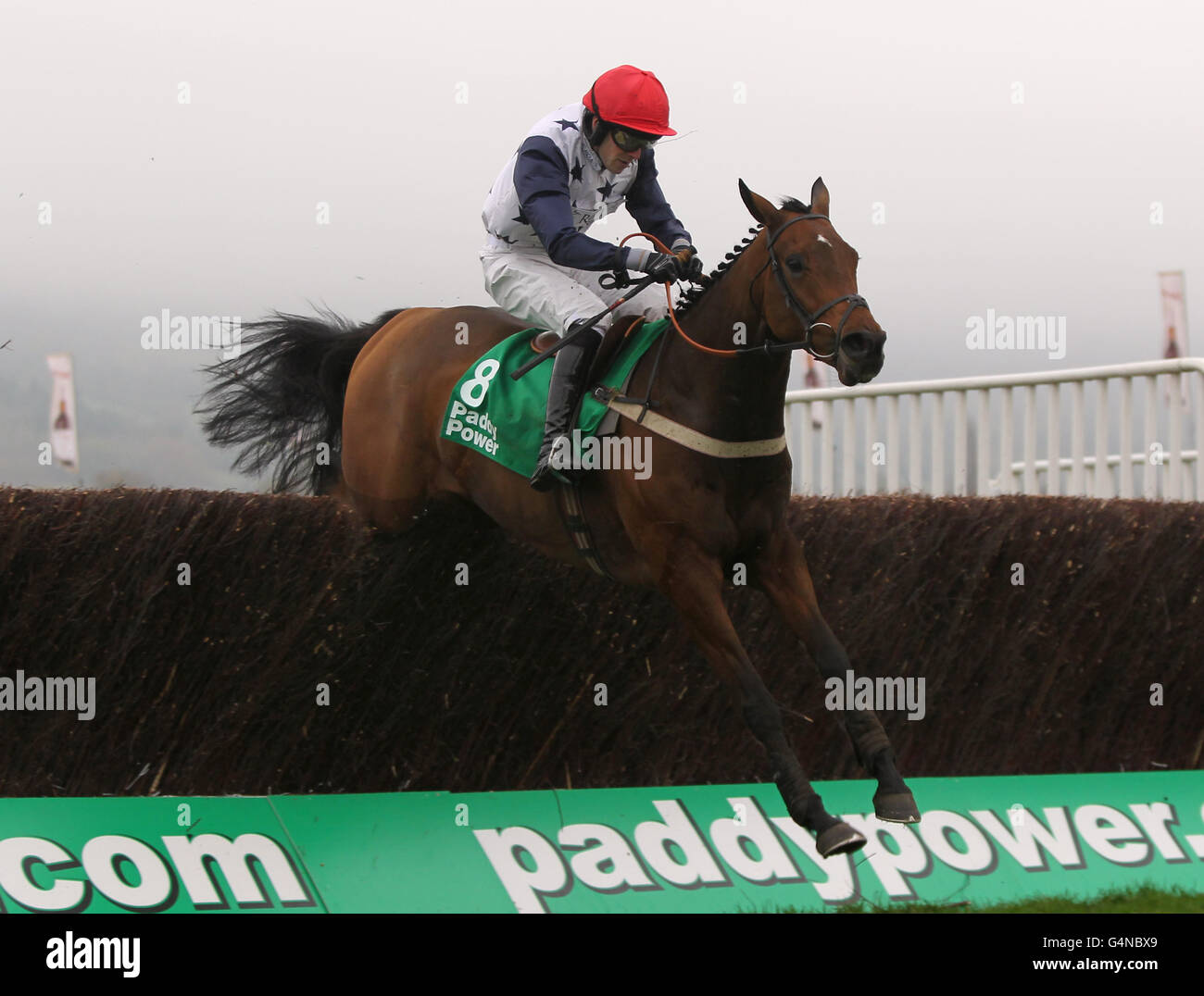 Bandiera russa guidata dal fantino Alex Merriam nel paddypower.com su Mobile handicap Chase al corso di gara di Cheltenham. Foto Stock