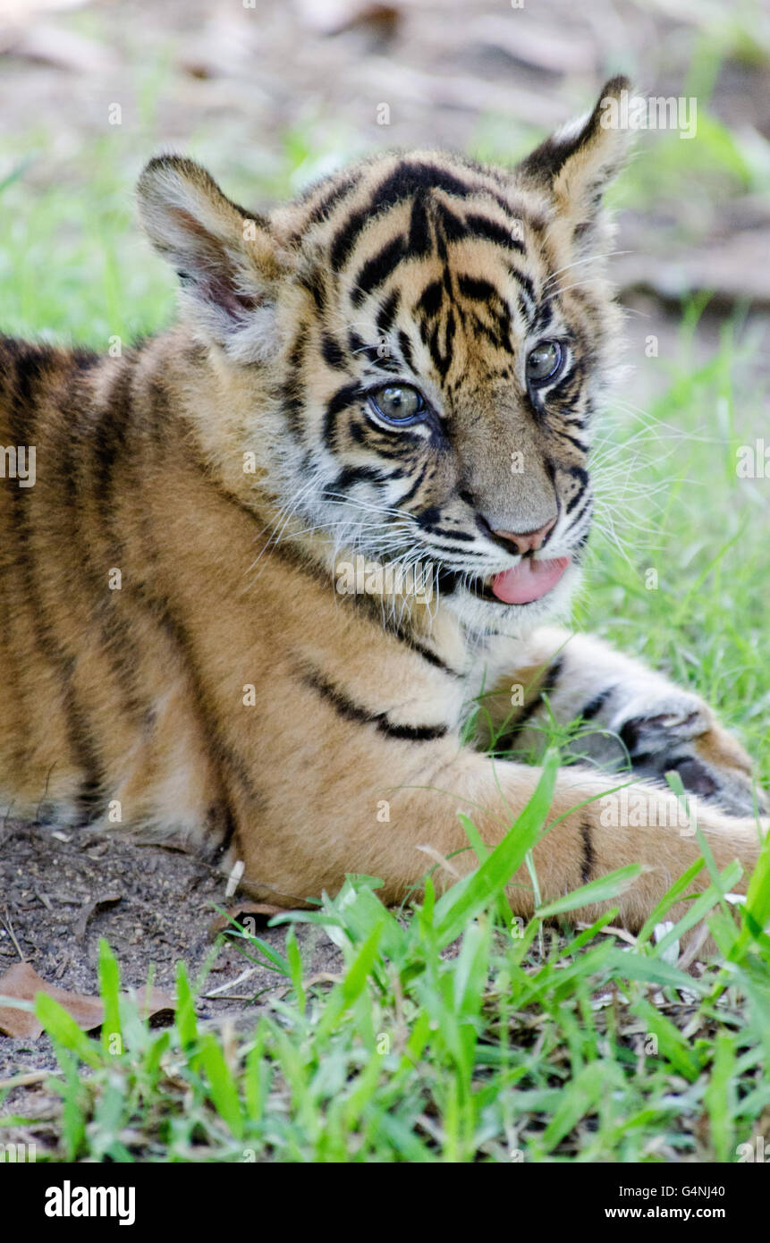 Tre mesi tigre di Sumatra cub giocando in erba in Zoo Australia Foto Stock