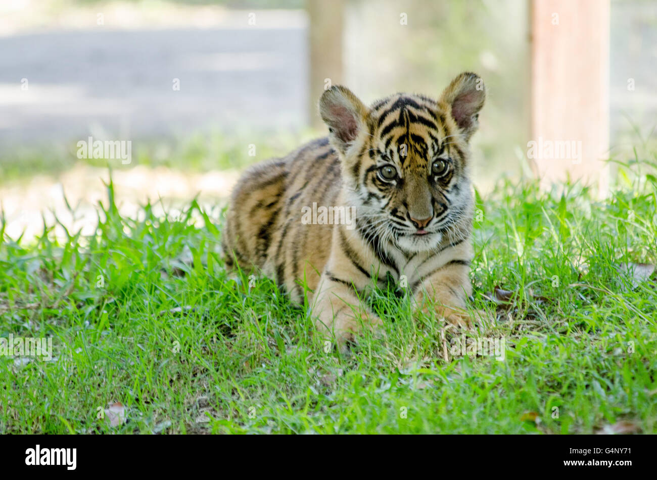 Tre mesi tigre di Sumatra cub giocando in erba in Zoo Australia Foto Stock