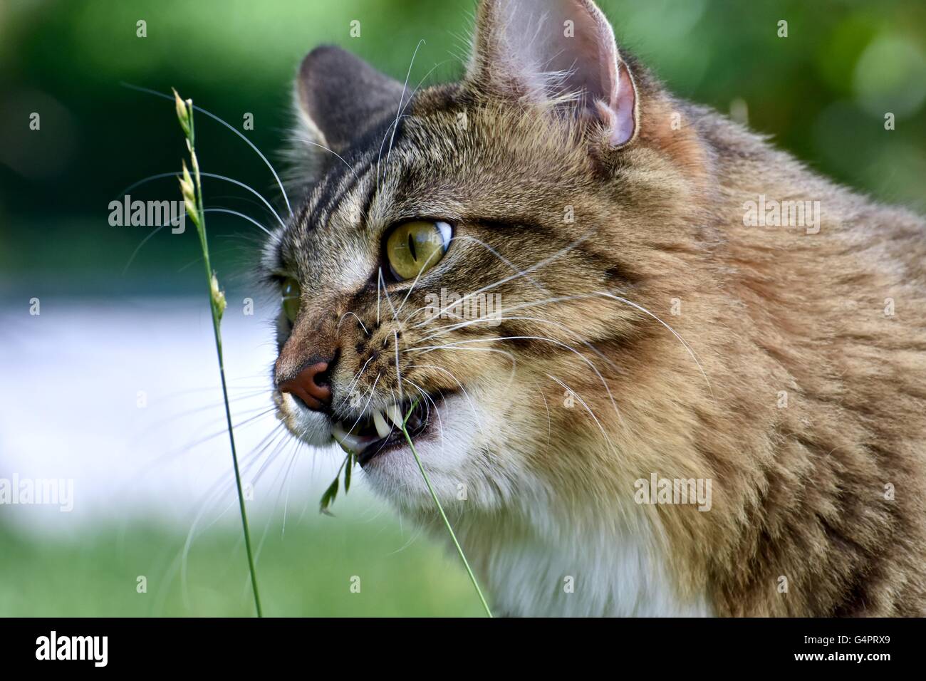 Un bel gatto maschio giocare all'aperto su una bella giornata d'estate Foto Stock