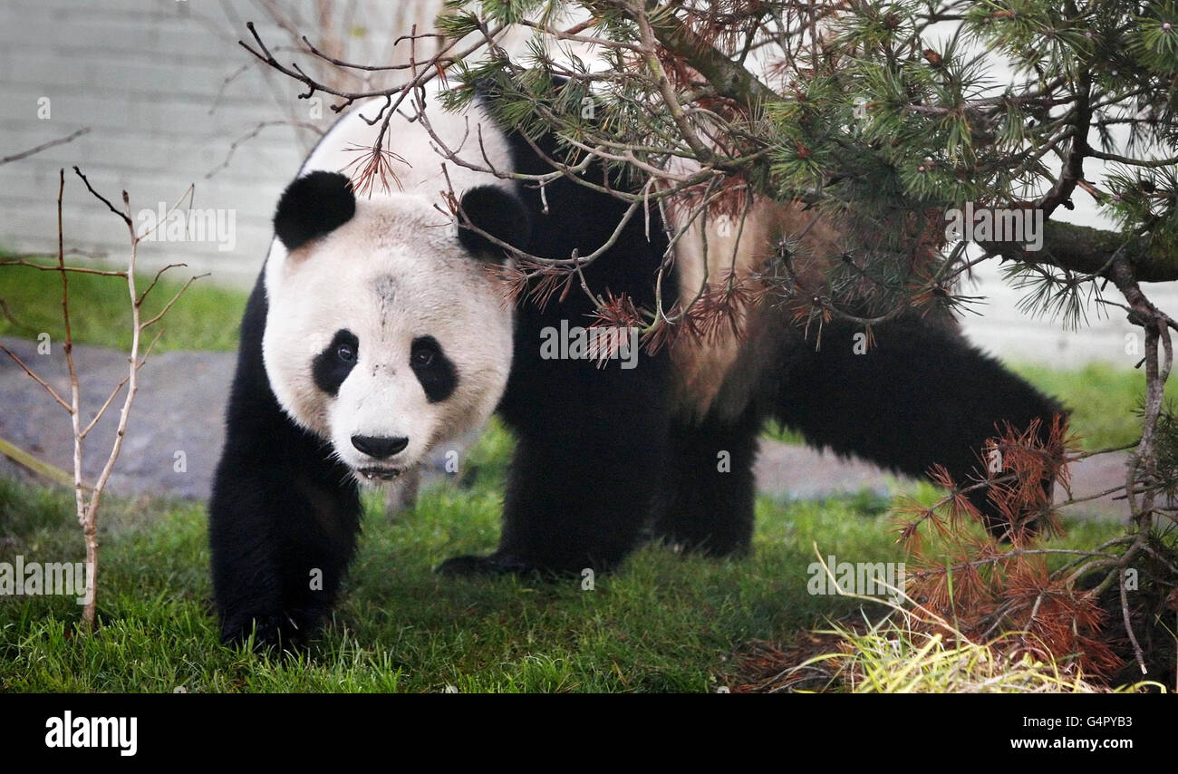 Il gigante Panda Yang Guang nel suo nuovo recinto allo zoo di Edimburgo in Scozia, prima di andare in mostra al pubblico più tardi questa settimana. Foto Stock