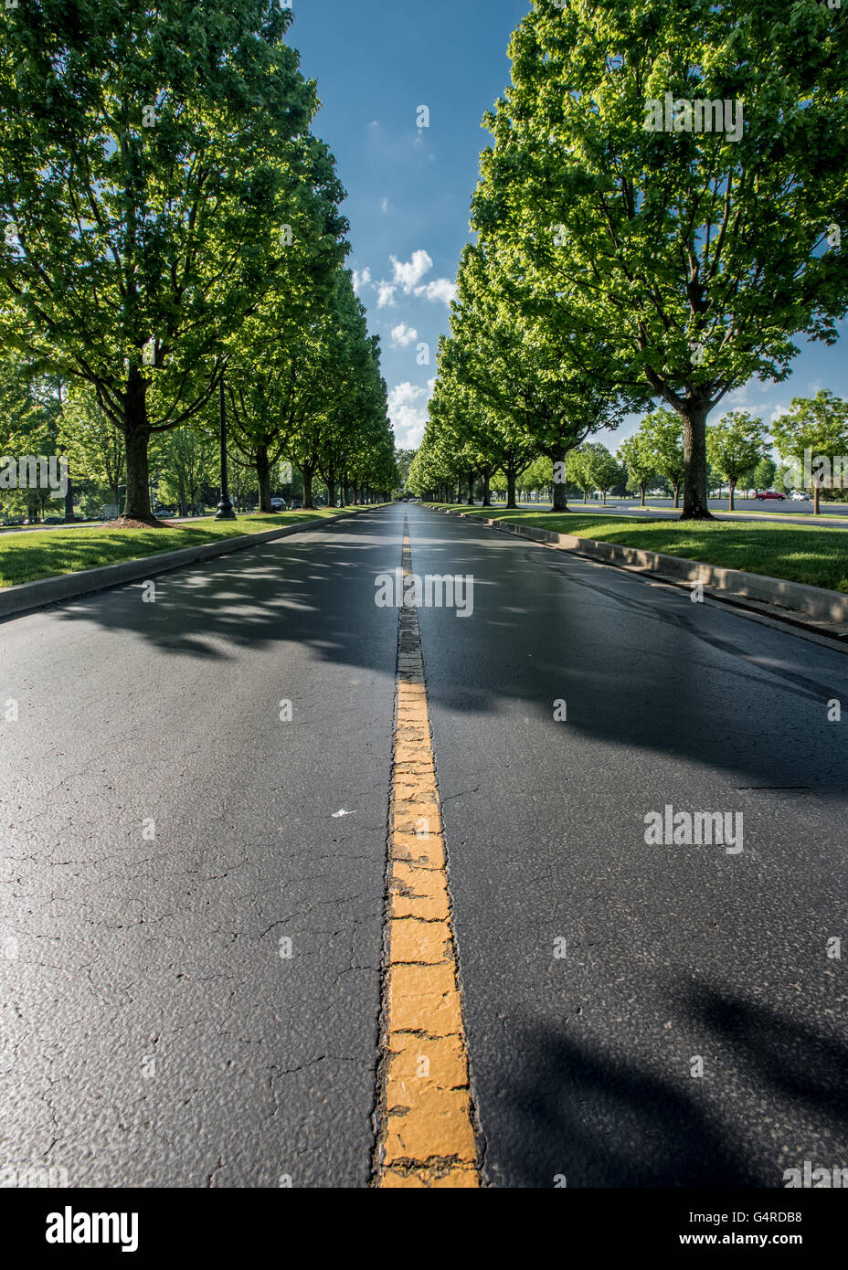 Metà della strada alberata nel mezzogiorno Foto Stock