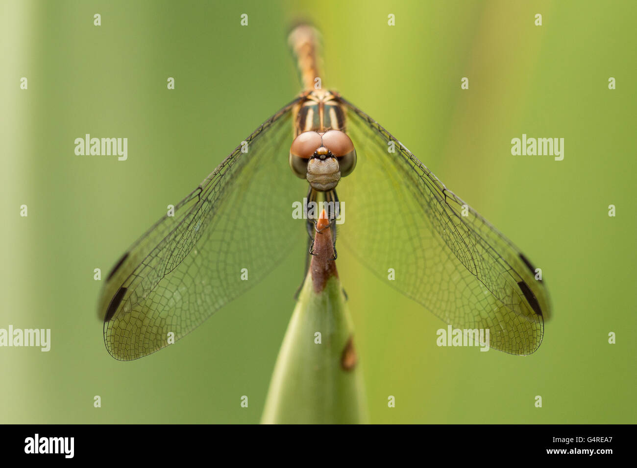 Thornbush Dasher Dragonfly (Micrathyria hagenii) a Camp Lula Sams, Brownsville, Texas USA Foto Stock
