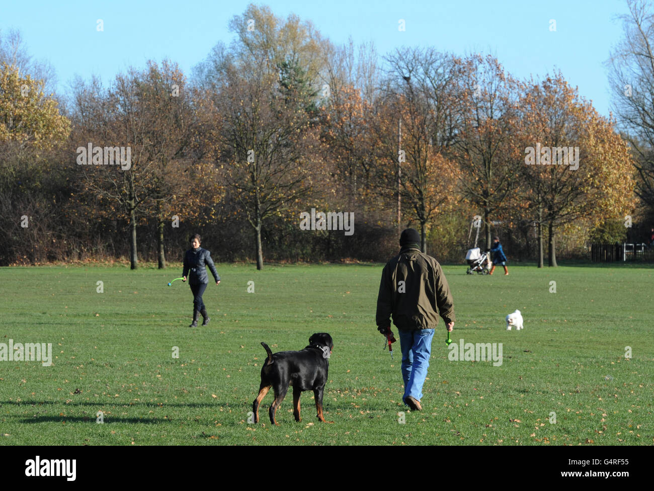 Lemure trovati sul comune Tooting Foto Stock