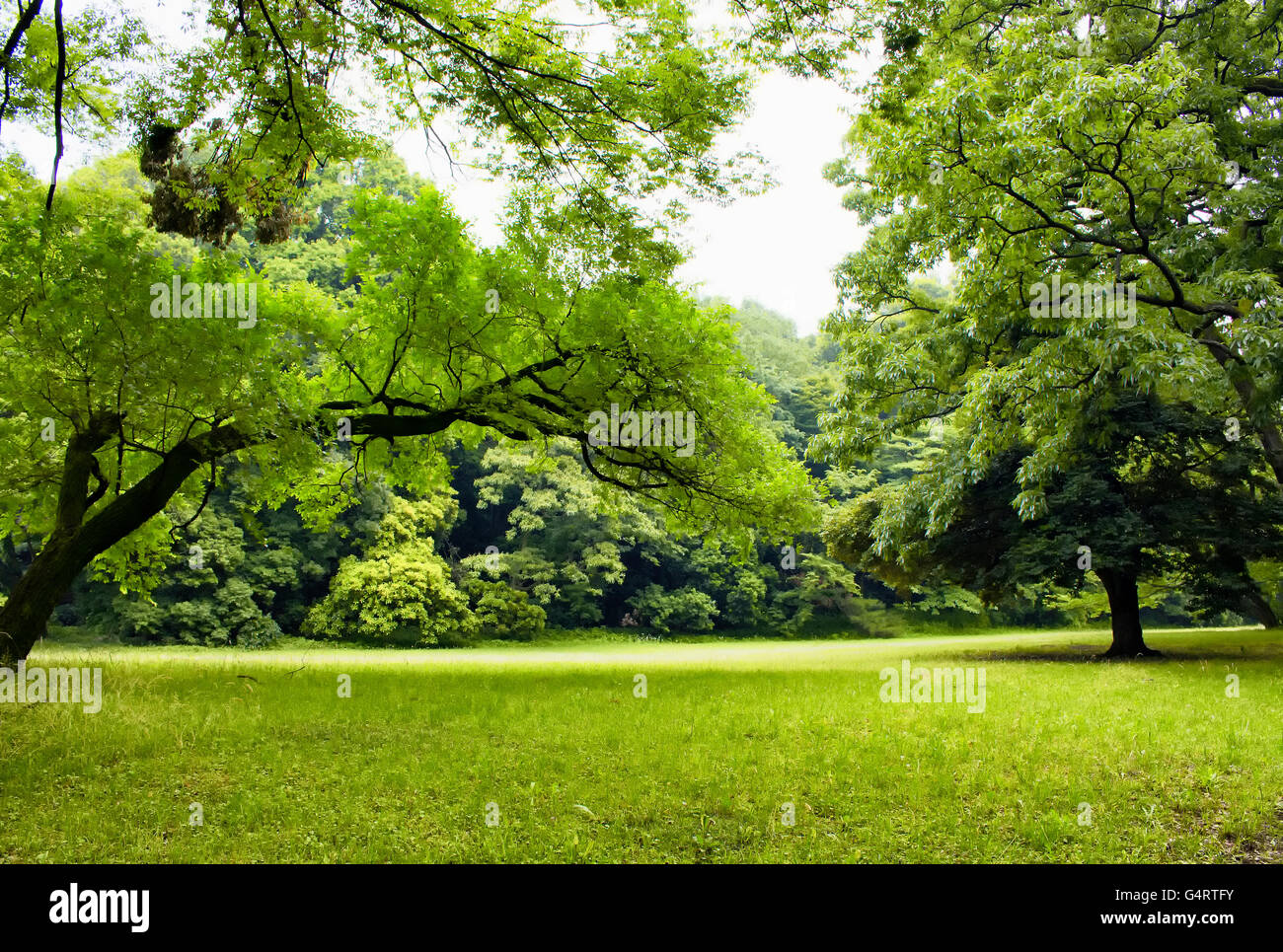 Alberi a Yoyogi Park a Tokyo Foto Stock