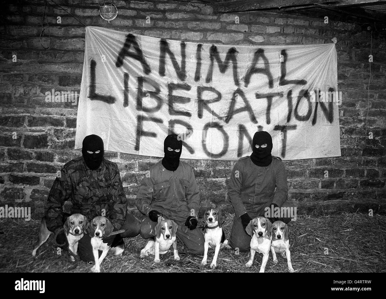 Filer della biblioteca datato 4/11/90 dei membri del fronte di liberazione animale. Il documentario investigativo Graham Hall, che ha esposto elementi estremi all'interno del fronte di liberazione animale è stato rapito e marchiato attraverso la schiena con le lettere ALF , è emerso oggi. Domenica 7 novembre 1999. Il signor Hall, ha detto di essere stato rapito il 26 ottobre, dopo aver organizzato l'incontro con un uomo che ha detto di poter esporre un anello di lotta per cani. PA foto: Vedi PA storia CRIME Branding. Foto Stock