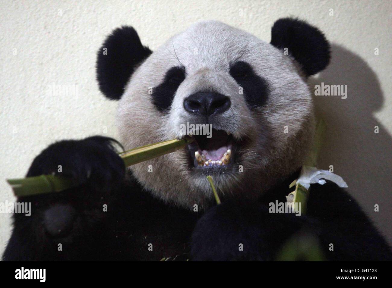 Yang Guang il panda allo Zoo di Edimburgo dove ha incontrato il suo custode Sharon Hatton. PREMERE ASSOCIAZIONE foto. Data immagine: Venerdì 23 dicembre 2011. Il credito fotografico dovrebbe essere: David Cheskin/filo PA Foto Stock