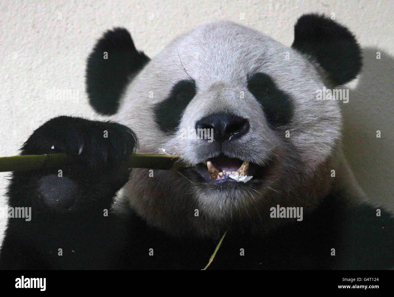 Lo Zoo di Edimburgo pandas Foto Stock