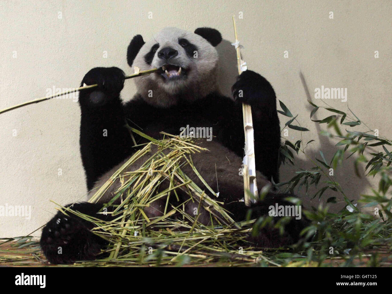 Yang Guang il panda allo Zoo di Edimburgo dove ha incontrato il suo guardiano Sharon Hatton. Foto Stock