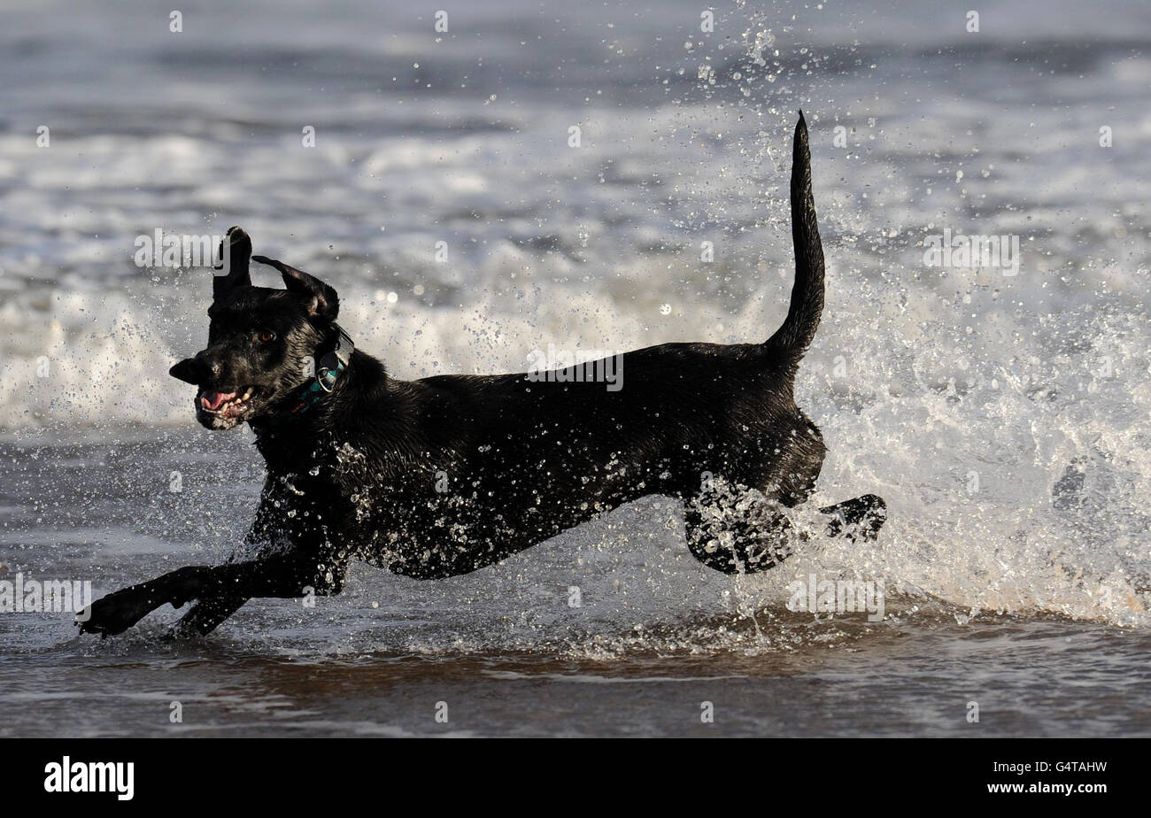 Un cane gioca nel Mare del Nord a LongSands Beach, Tynemouth, Tyne e indossare. Foto Stock