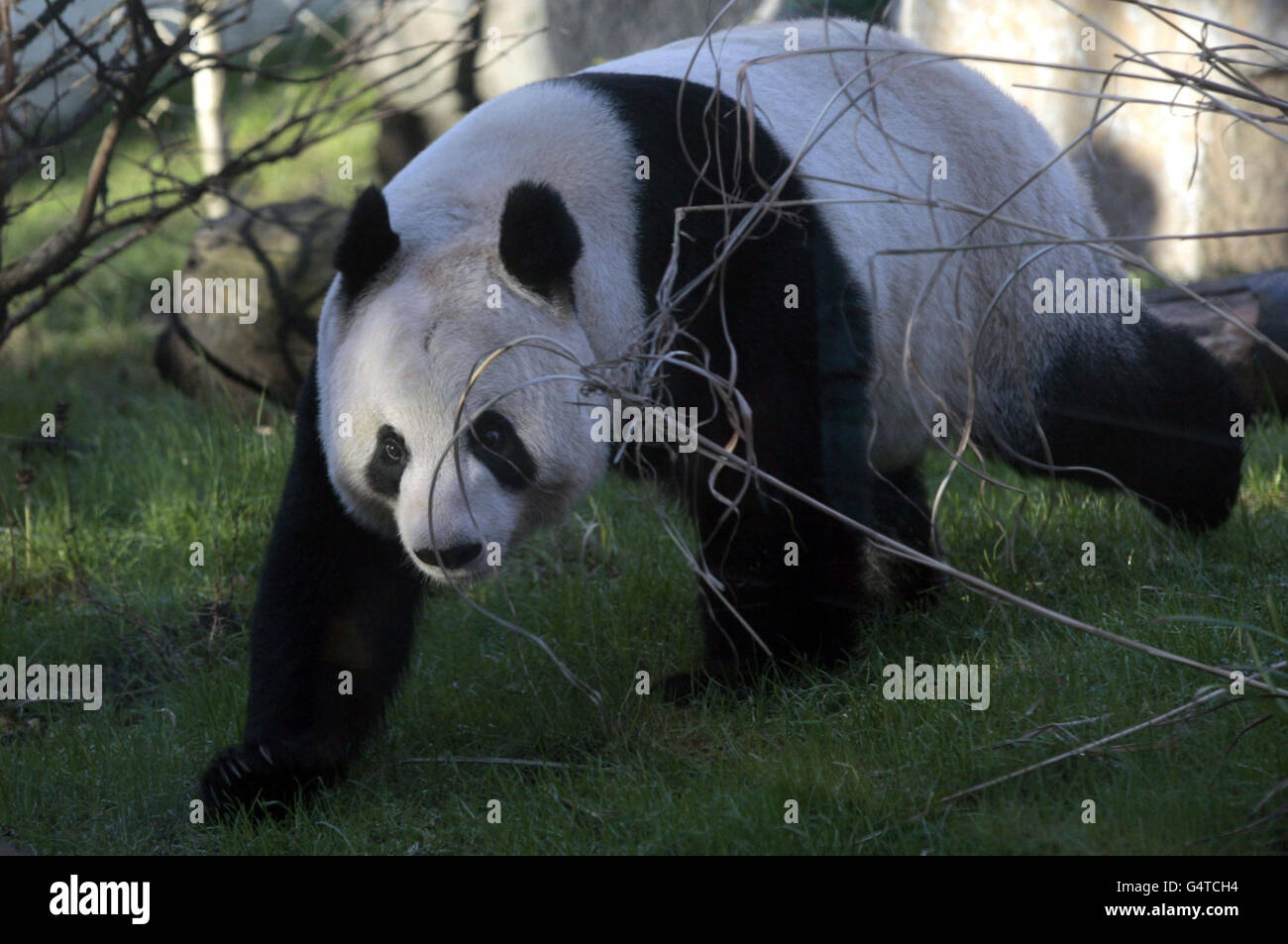 Tian Tian il panda gigante nella sua recinzione di panda allo Zoo di Edimburgo che è stato oggi visitato dal suo omonimo, Tian Tian Brunton di sette anni da Peebles. Foto Stock