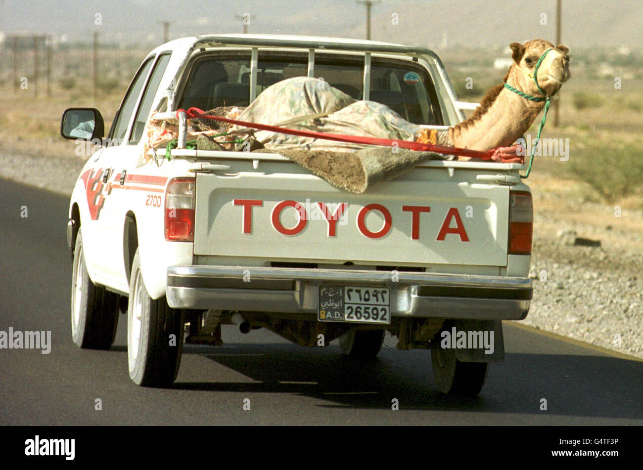 Un cammello salta un ascensore in un camion pick-up nelle Jebal Shams (montagne di sabbia) di Oman, dove il principe del Galles, il secondo giorno di una visita di stato a Oman, ha visitato un progetto internazionale di Raleigh, dove un gruppo di giovani stanno costruendo rifugi. * ...per i venditori locali di tappeti. Foto Stock