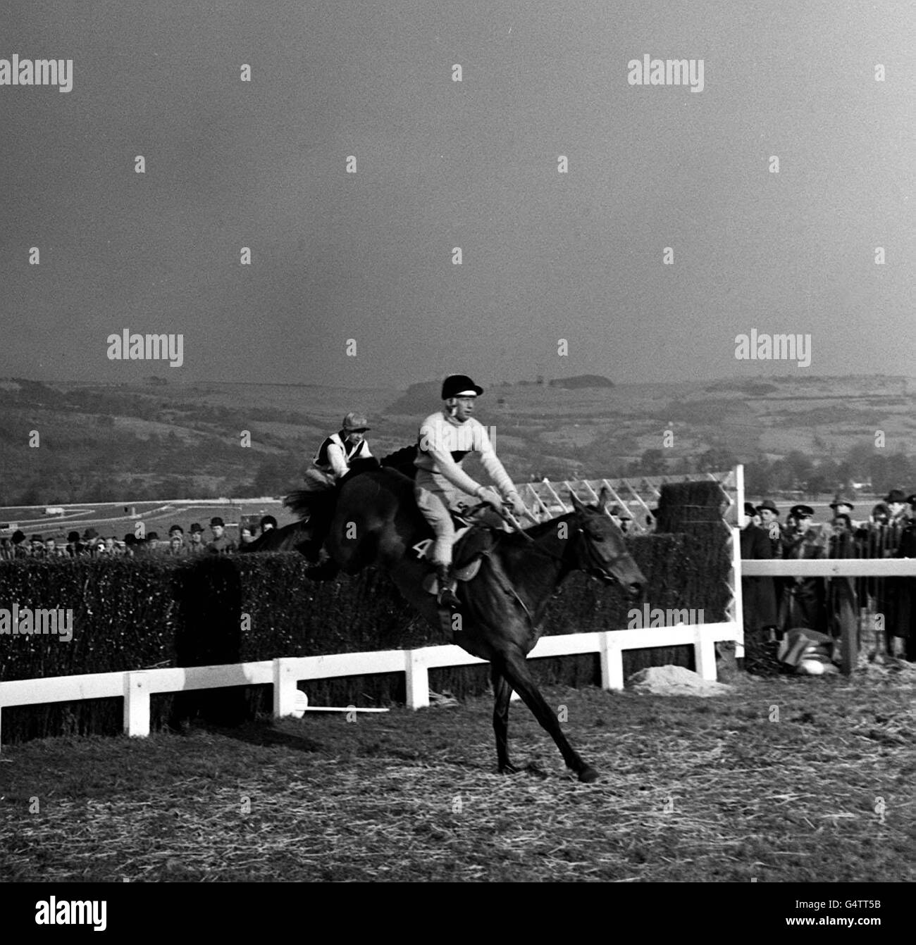 La Duchessa di Westminster's Irish addestrato cavallo Arkle, guidato da P. Taaffe, il sig. W. H. Gollings Mill House, con il signor G W Robinson in su (visto dietro), oltre l'ultimo salto alla Cheltenham Gold Cup. Arkle ha continuato a vincere in tempo record. * Arkle ha battuto il vincitore degli anni precedenti Mill House di 5 lunghezze. Pas Seul ha concluso terzo dei quattro corridori. Foto Stock