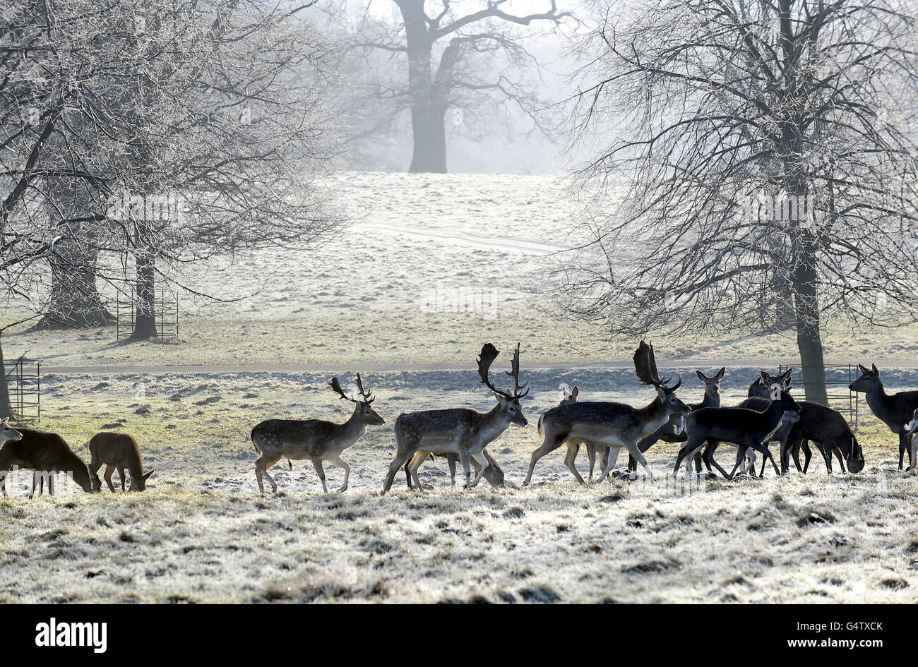 Mandrie di cervi a Studley Royal vicino a Ripon, stavano rimanendo vicino insieme come gelo bianco copre alberi e erba dopo un'altra notte di gelo grave. Foto Stock