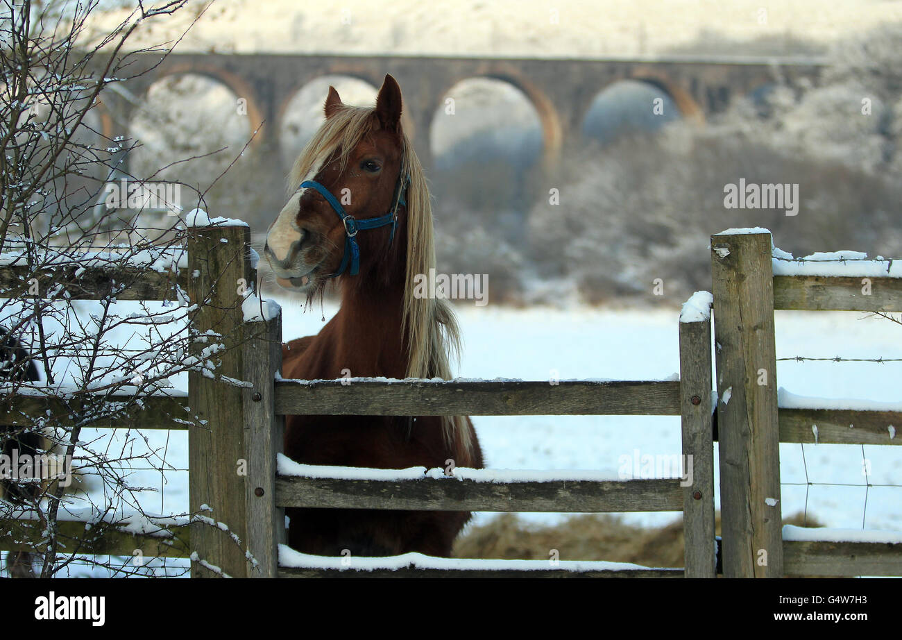 I cavalli si nutrono nella neve in un campo di Merthyr Tydfil. Foto Stock