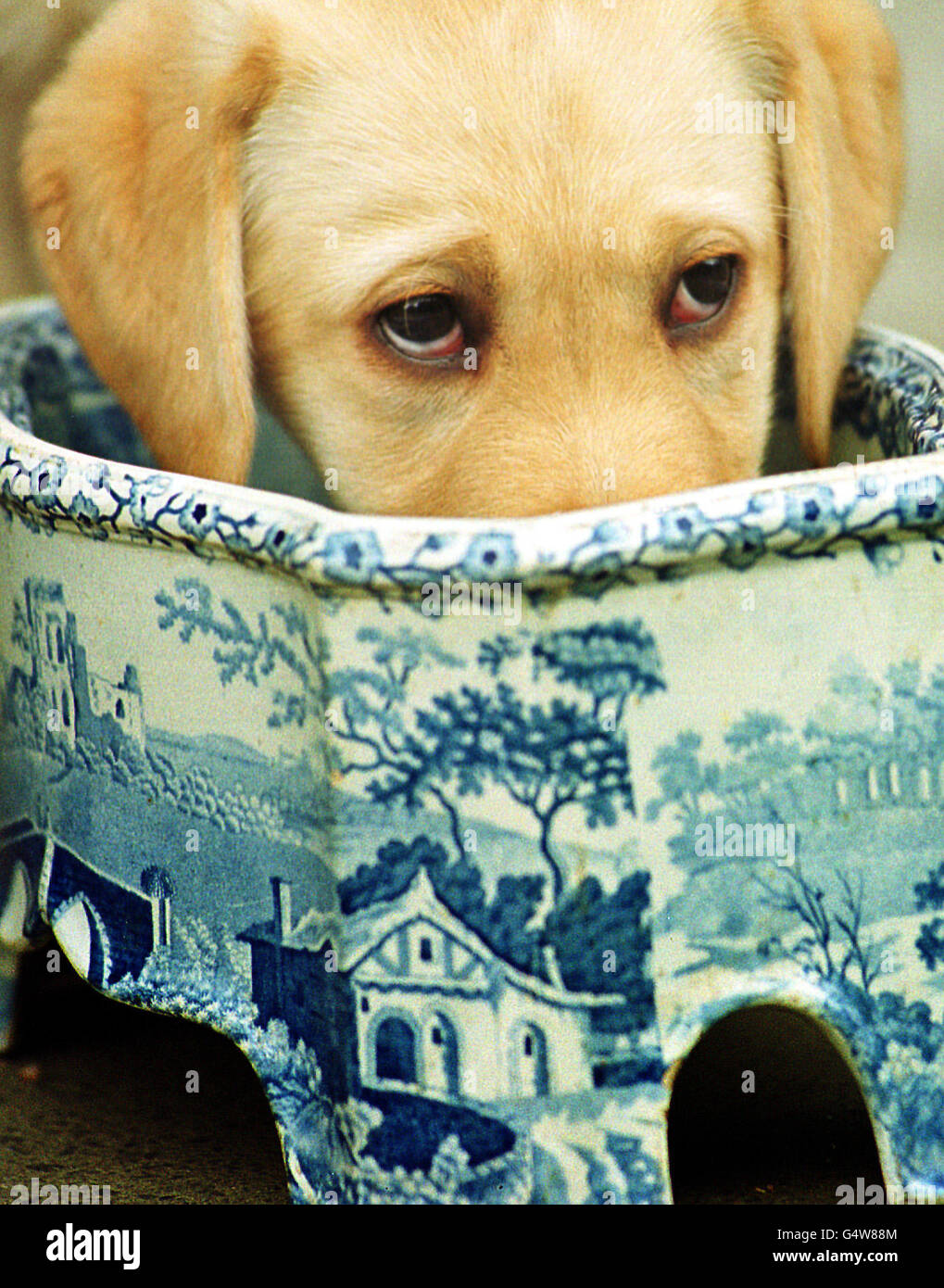 Henry, un anno fa, guarda da vicino una ciotola di cane in ceramica del XIX secolo in un'anteprima degli articoli da includere nell'asta di Edimburgo`s Phillips a novembre. La ciotola dovrebbe prelevare 600 al momento della vendita. Foto Stock