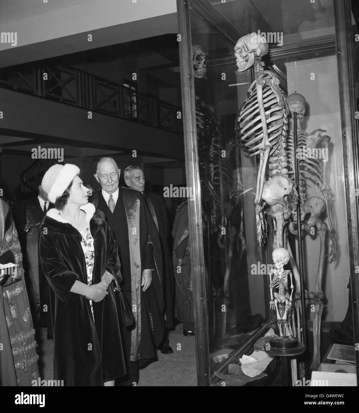 Royalty - La Regina incontra il gigante irlandese - Hunterian Museum di Londra Foto Stock