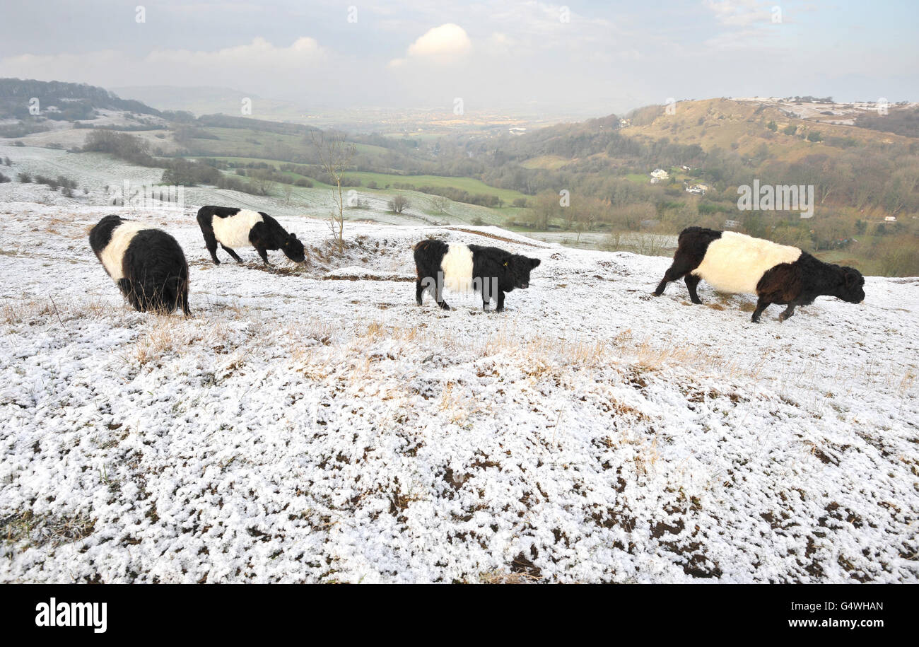 Le vacche Galloway in cintura si nutrono di Birdlip Hill, Gloucestershire, poiché le temperature in tutto il Regno Unito sono impostate a scendere a -10C questa settimana con il taglio dei venti artici che mandano un fremito lungo la spina dorsale delle Isole britanniche, secondo le previsioni. Foto Stock