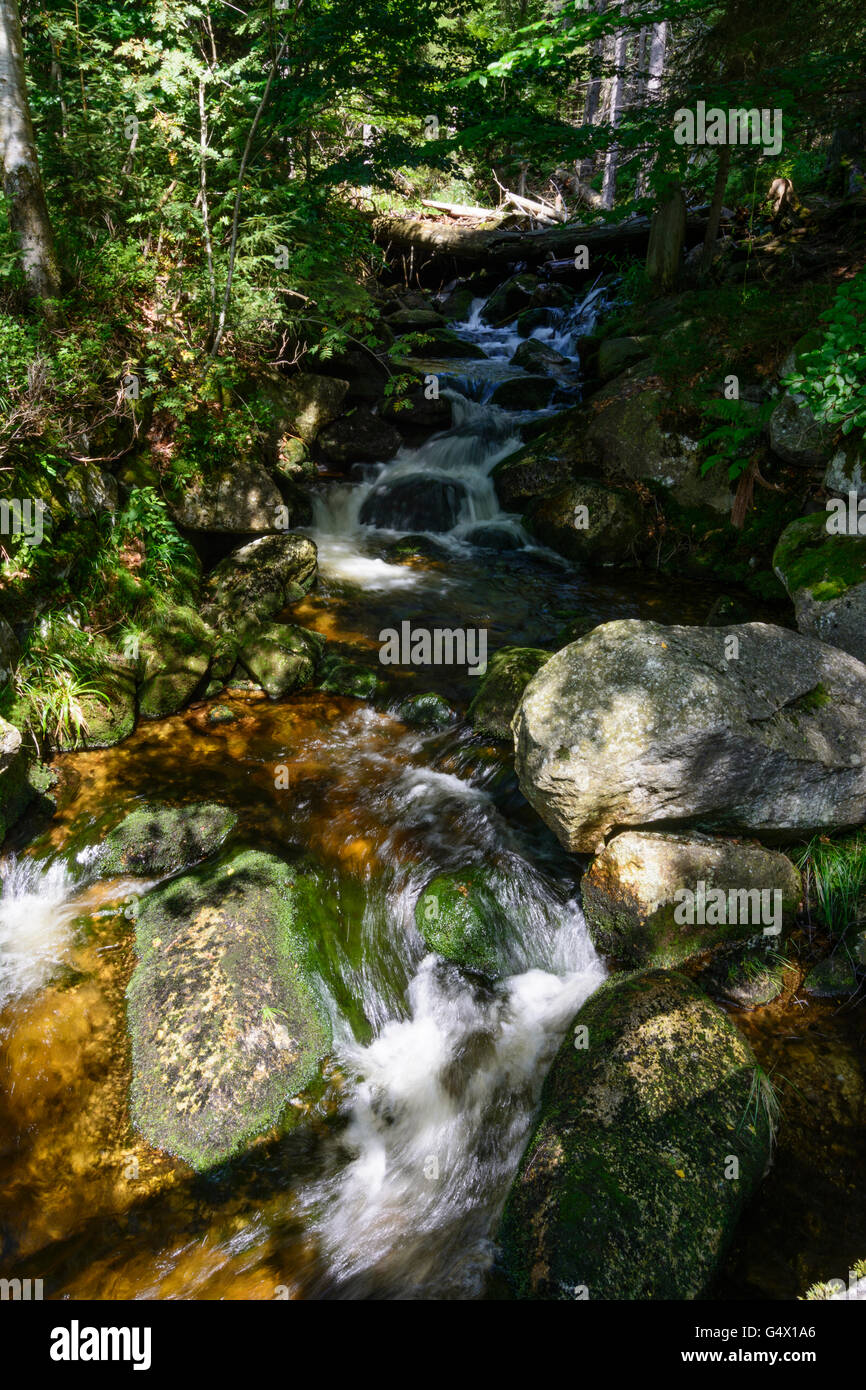 Creek, Nationalpark Bayerischer Wald, Parco Nazionale della Foresta Bavarese, in Germania, in Baviera, Baviera, Niederbayern, Bassa Baviera Foto Stock