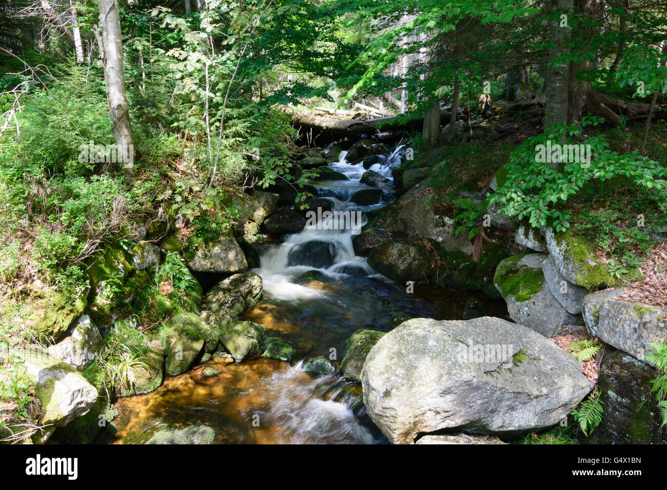 Creek, Nationalpark Bayerischer Wald, Parco Nazionale della Foresta Bavarese, in Germania, in Baviera, Baviera, Niederbayern, Bassa Baviera Foto Stock