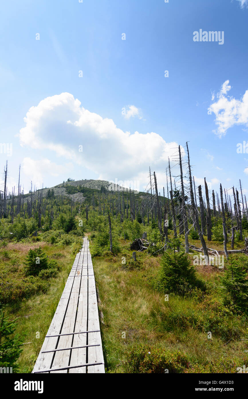 Board walk, gli alberi morti, mountain Lusen, Nationalpark Bayerischer Wald, Parco Nazionale della Foresta Bavarese, in Germania, in Baviera, Baviera, Foto Stock