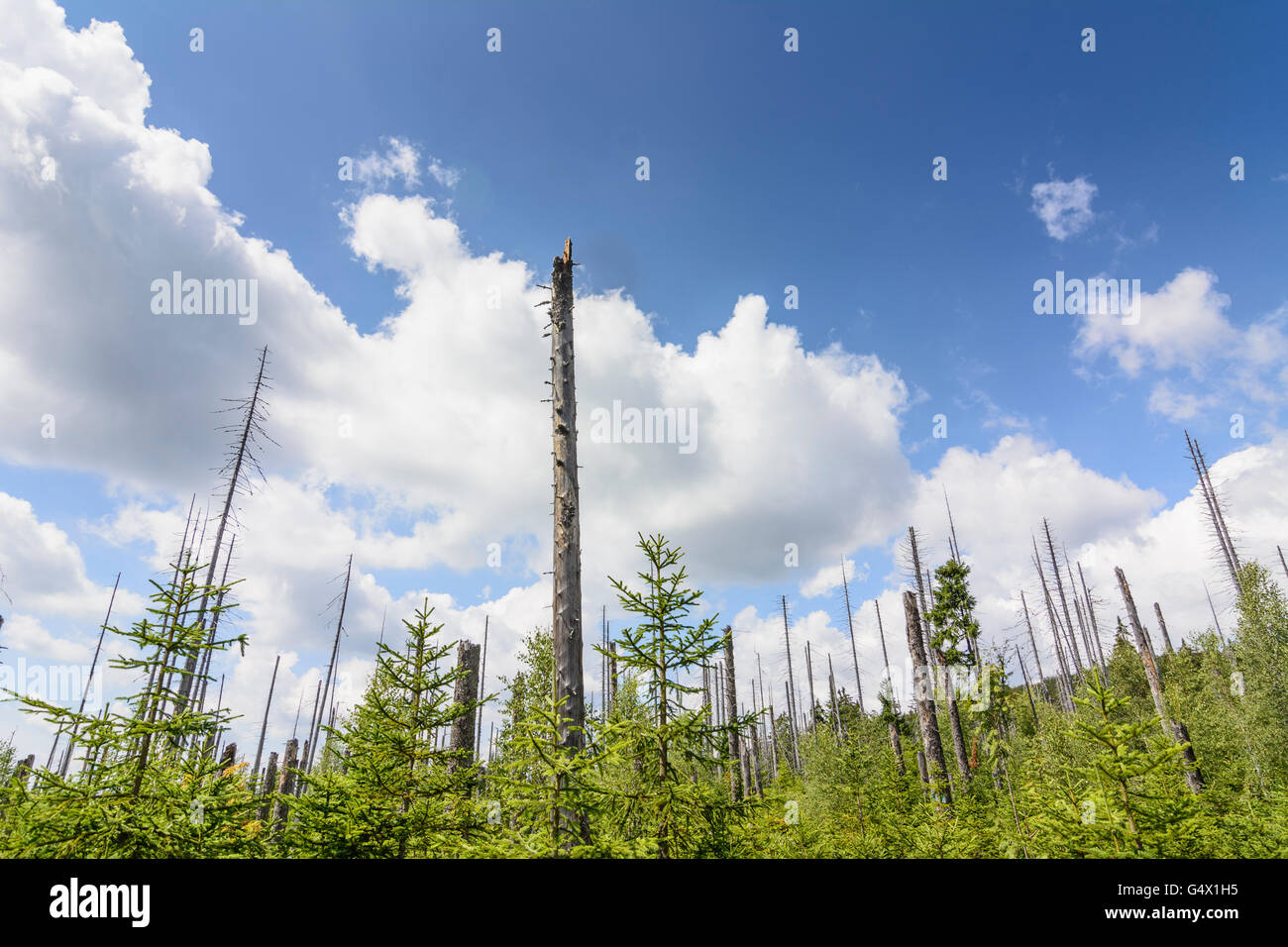 Gli alberi morti, Nationalpark Bayerischer Wald, Parco Nazionale della Foresta Bavarese, in Germania, in Baviera, Baviera, Niederbayern, Bassa Baviera Foto Stock