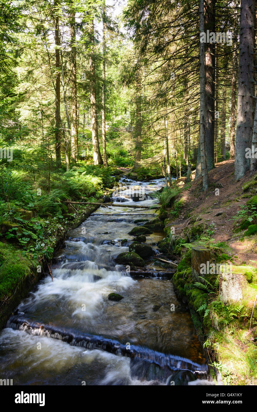 Creek, Nationalpark Bayerischer Wald, Parco Nazionale della Foresta Bavarese, in Germania, in Baviera, Baviera, Niederbayern, Bassa Baviera Foto Stock