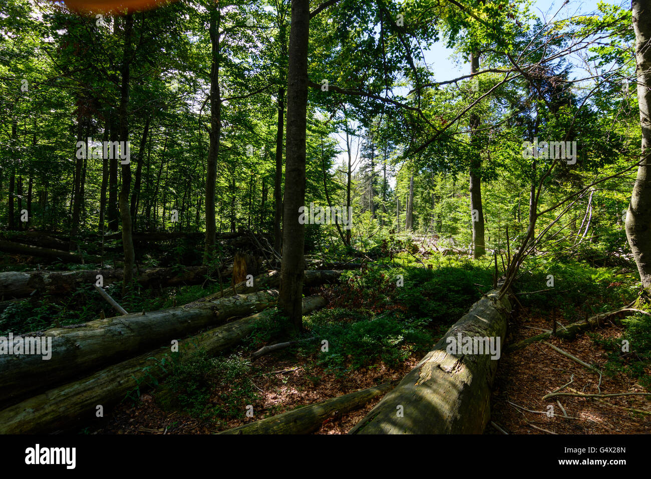 Foresta con gli alberi caduti Nationalpark Bayerischer Wald, Parco Nazionale della Foresta Bavarese, in Germania, in Baviera, Baviera, Niederbayern, Foto Stock