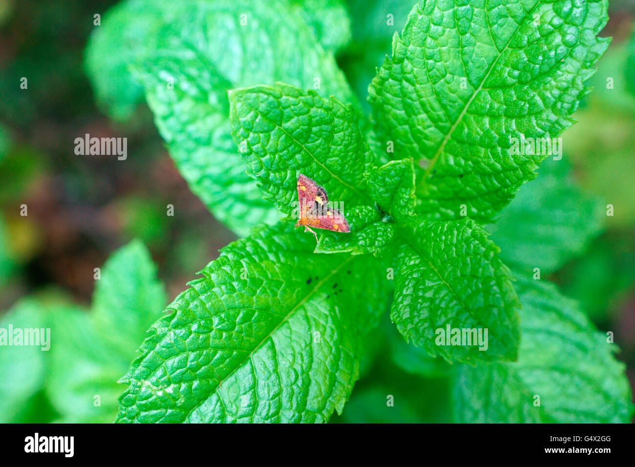 MINT tignola sulla parte superiore dell'erba menta. Foto Stock