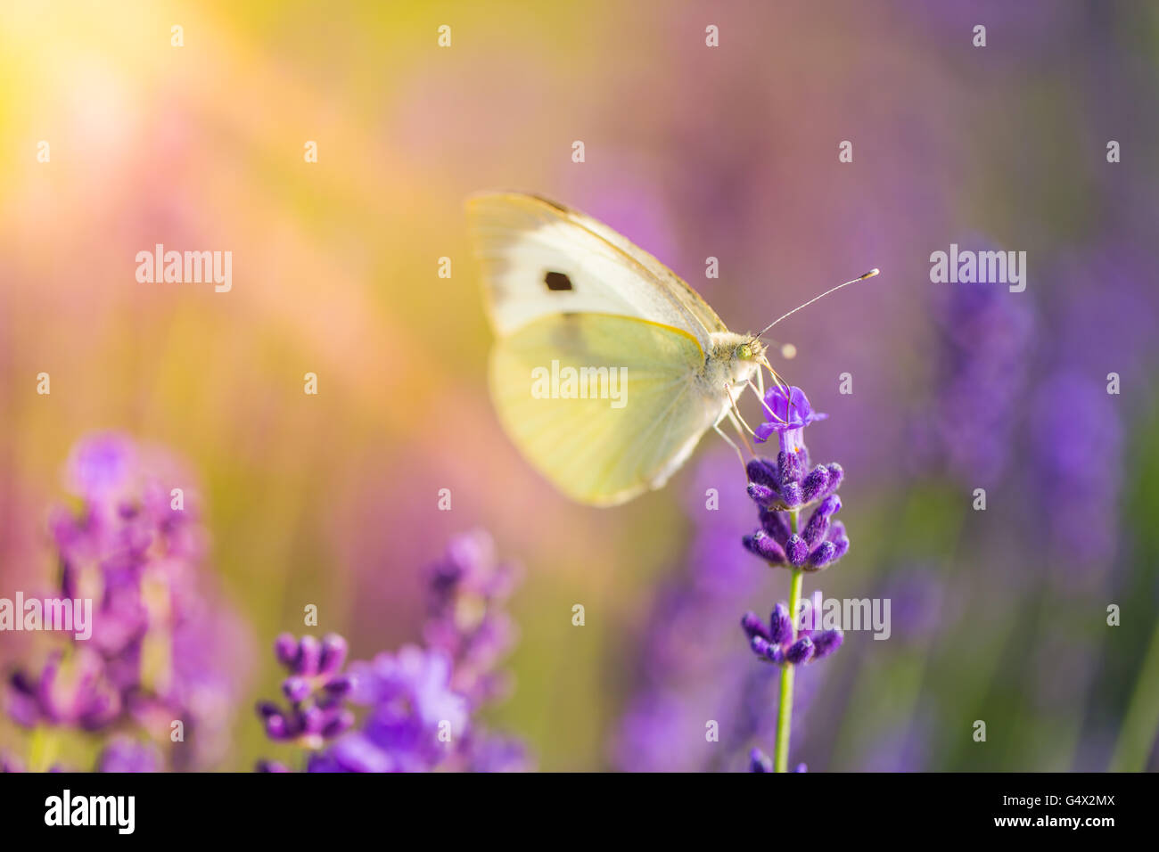 Splendida ispirazione sfondo naturale. Farfalla sulla lavanda al tramonto. Foto Stock