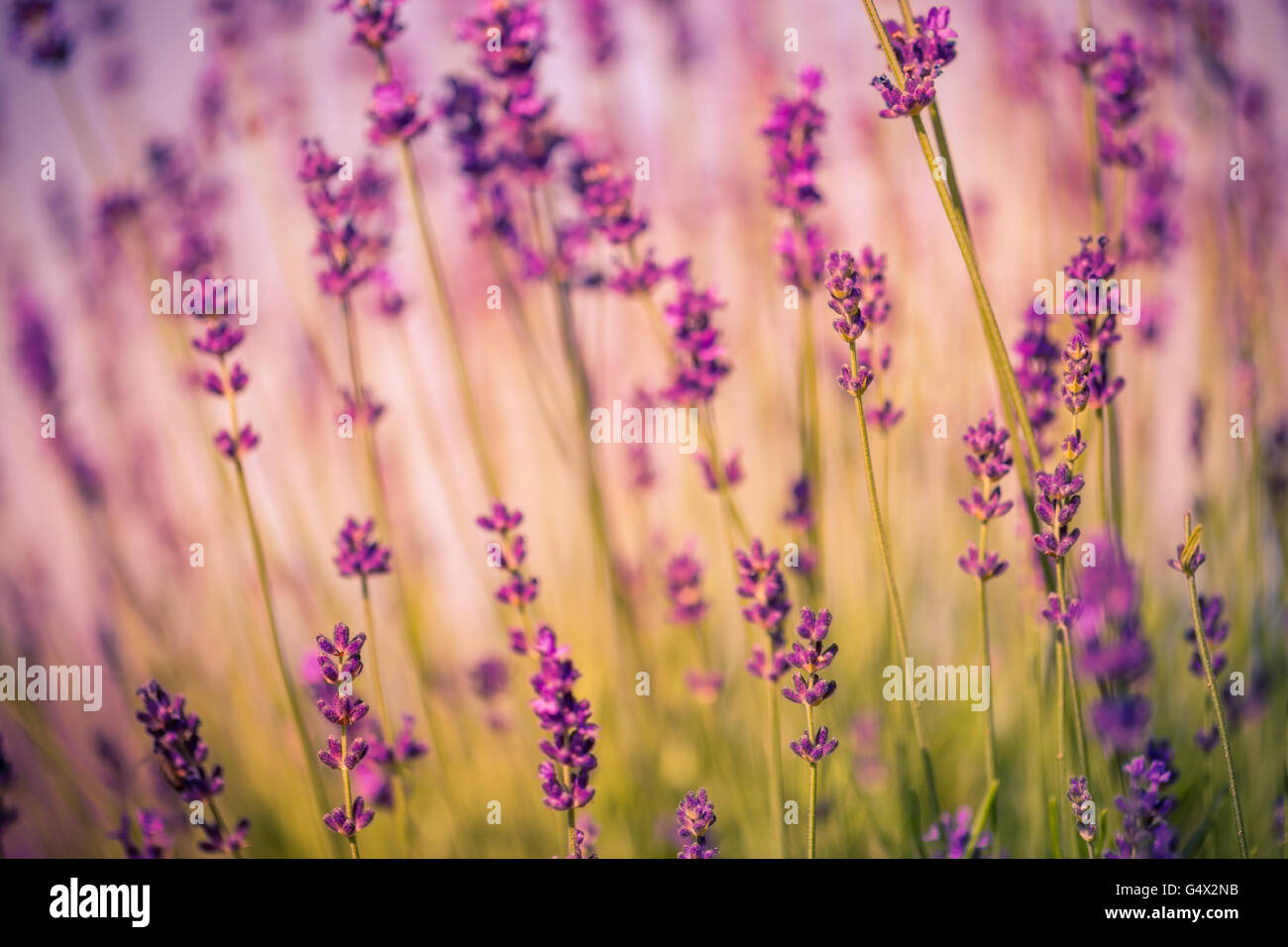 Incredibile tramonto su una lavanda viola di campo dei fiori in Ungheria. Filtro  Instagram Foto stock - Alamy