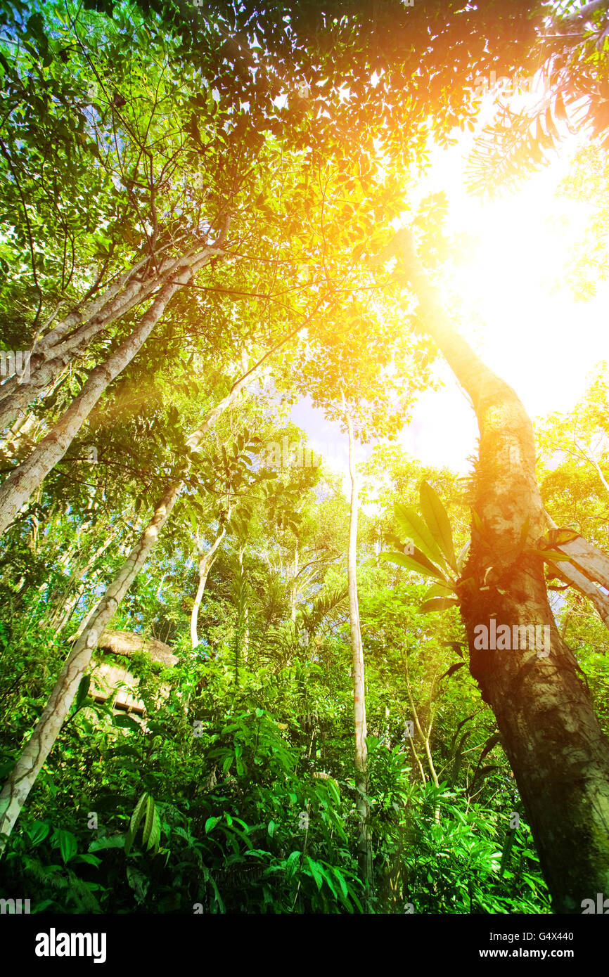 La foresta pluviale amazzonica. Ecuador Foto Stock