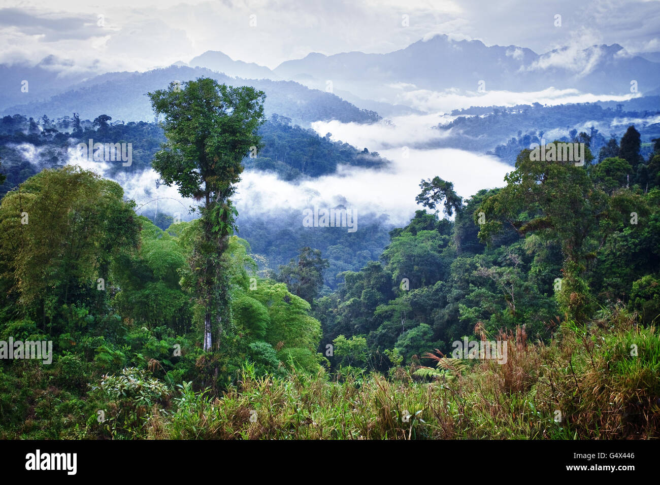 La foresta pluviale amazzonica. Ecuador Foto Stock