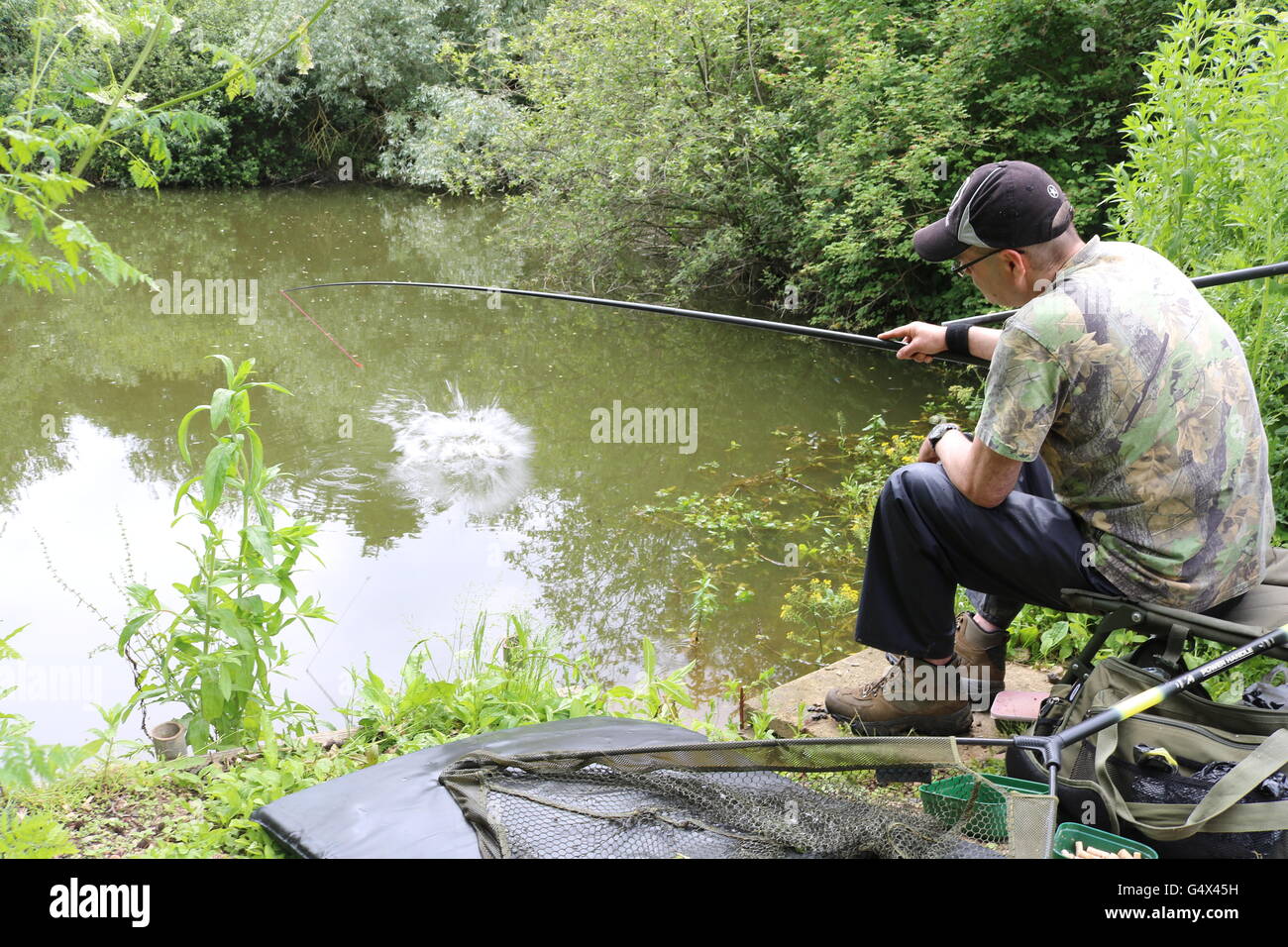 Un grossolano pescatore riproduce una carpa sul palo in una ex cava di ghiaia nei pressi di Reading, Berkshire. Foto Stock