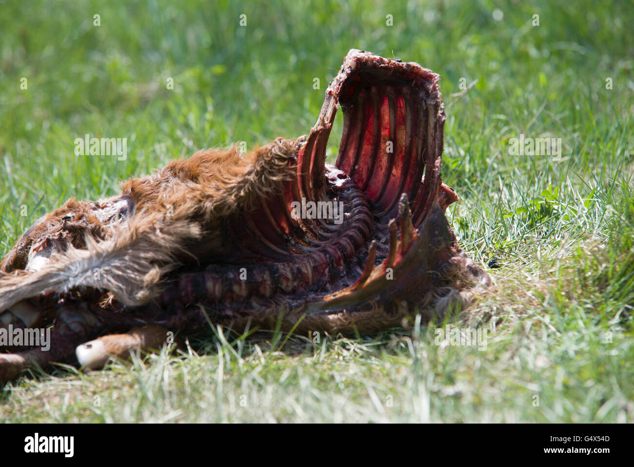 Animale morto sull'erba Foto Stock